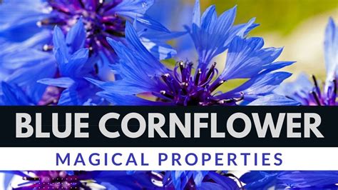 Cornflower magical carpet soap